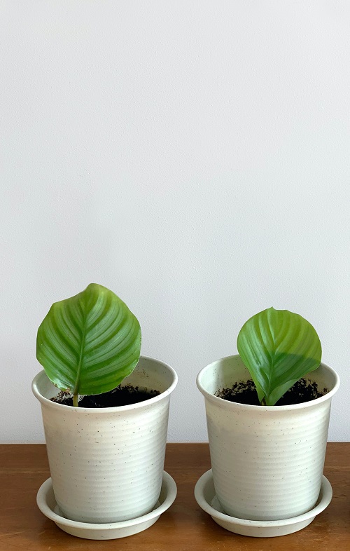 Potted up propagations of Calathea orbifolia, a popular houseplant | How to propagate a prayer plant