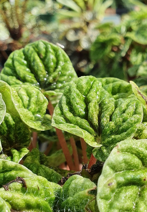 Close-up of leaves on Peperomia caperata houseplant.