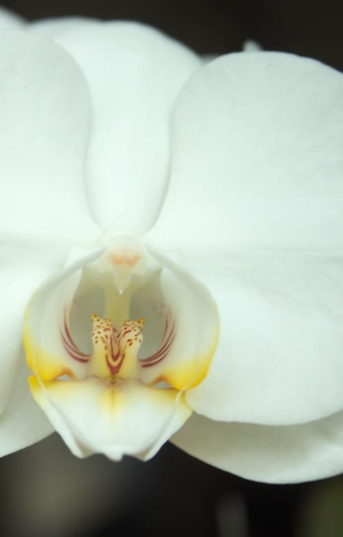 White flower of Phalaenopsis orchid (moth orchid), popular houseplant.