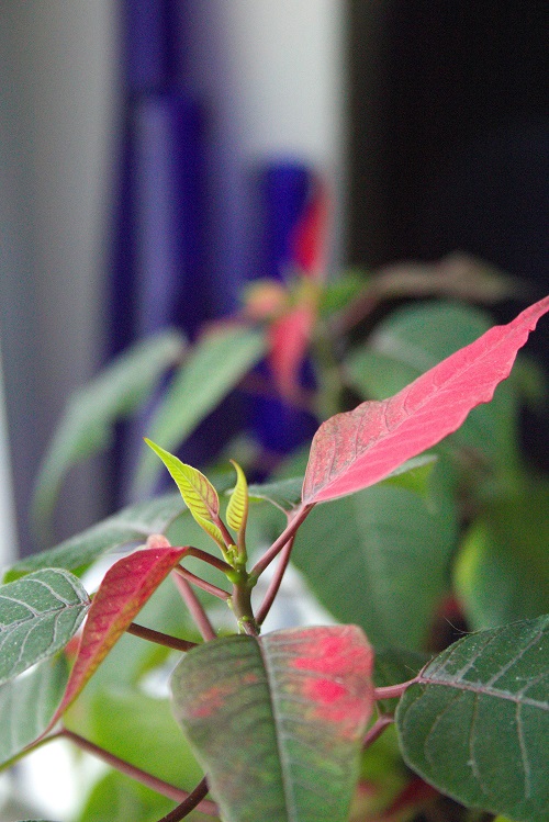 Euphorbia pulcherrima, a popular holiday houseplant also known as Poinsettia.