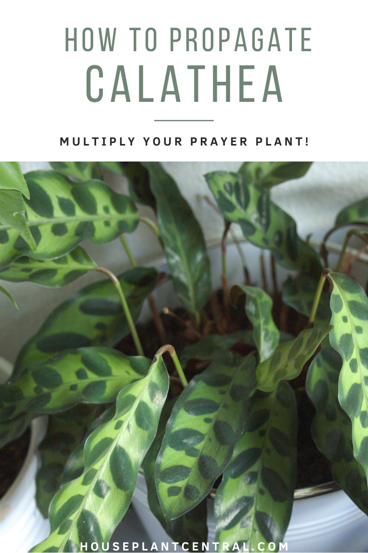 Calathea lancifolia, also known as the rattlesnake plant | How to propagate a prayer plant
