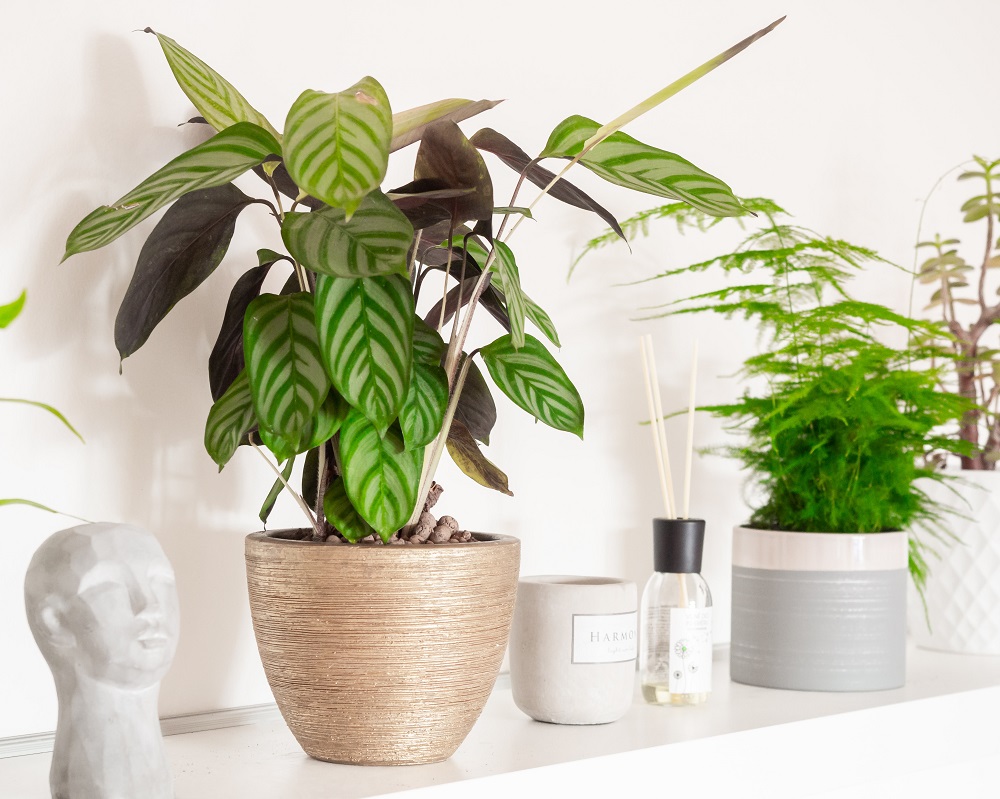 Prayer plant houseplant from the genus Calathea on shelf among other items and houseplant.