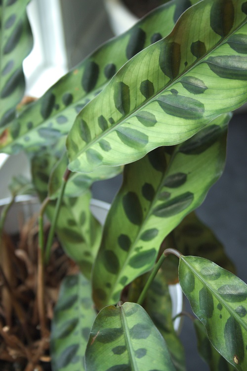 Rattlesnake plant (Calathea lancifolia), a popular houseplant.