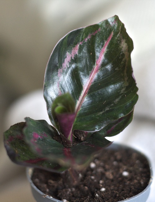 Juvenile Calathea roseopicta (rose painted prayer plant, a common houseplant.