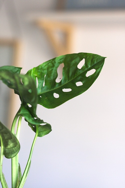 Hojas fenestradas de la planta de quesio suizo, una planta de interior popular llamada Monstera adansonii.