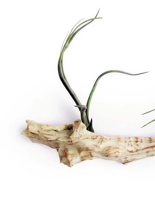 Tillandsia bulbosa air plant on driftwood on white background. 