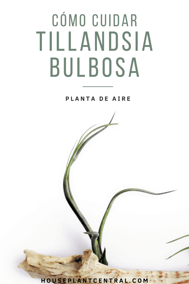 Tillandsia bulbosa (planta de aire)