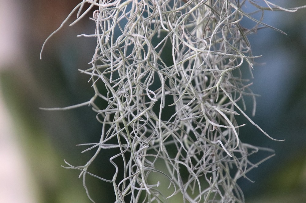 Strands of Spanish moss (Tillandsia usneoides).