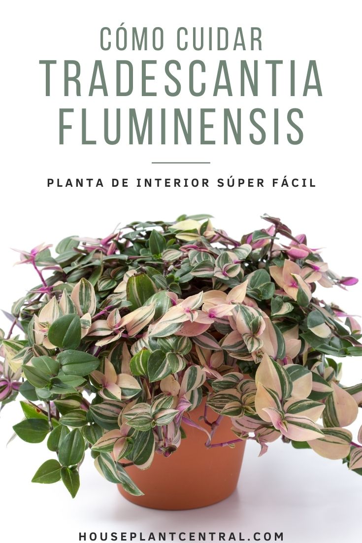 Tradescantia fluminensis | Cómo cuidar una planta amor de hombre
