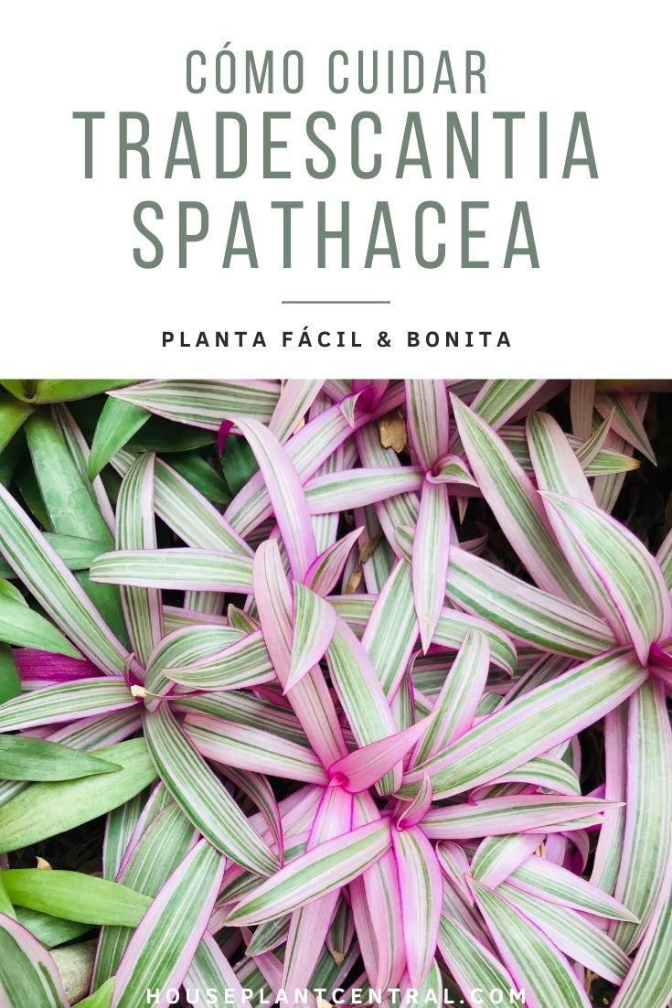 Tradescantia spathacea o planta de ostras, una planta de interior popular.