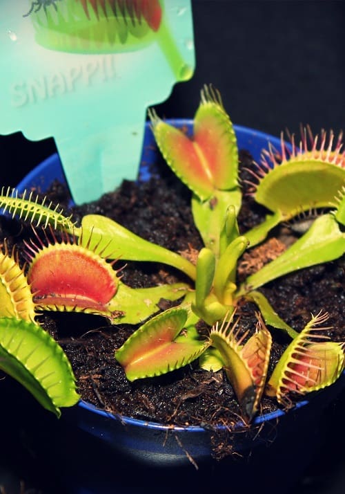 Close-up of Venus flytrap in moist soil (Dionea muscipula), a carnivorous plant.