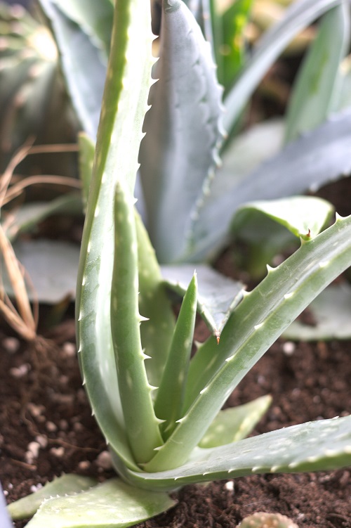 Aloe vera, una suculenta popularmente cultivada como planta de interior.