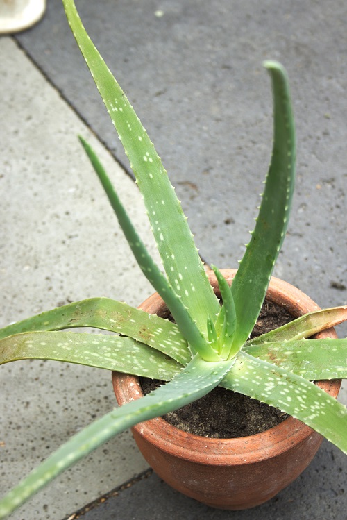 Aloe vera, a popular succulent houseplant, in terracotta planter. 