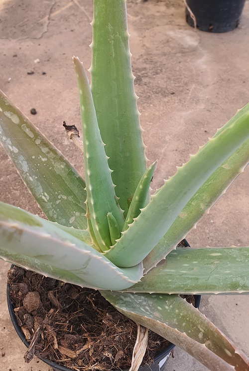 Aloe vera, a popular succulent houseplant. 