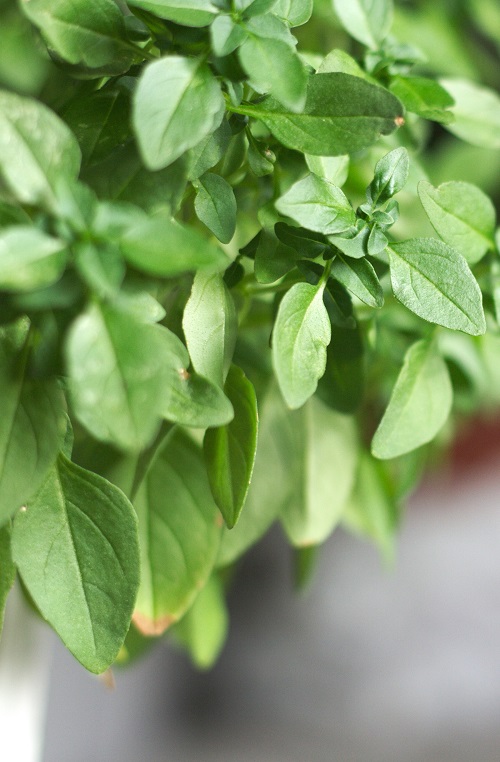 Close-up of leaves of a small-leaved basil plant | All about propagating basil