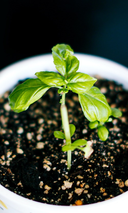 Basil seedling | Full guide on how to plant basil from seed