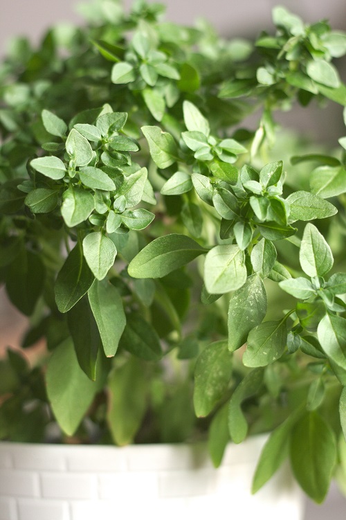 Close-up of leaves of small-leaved basil plant in white planter. 