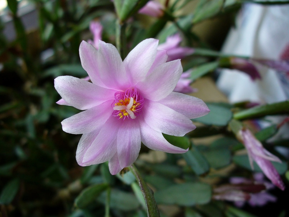 Flor rosa del cactus de Pascua (Schlumbergera gaertneri)