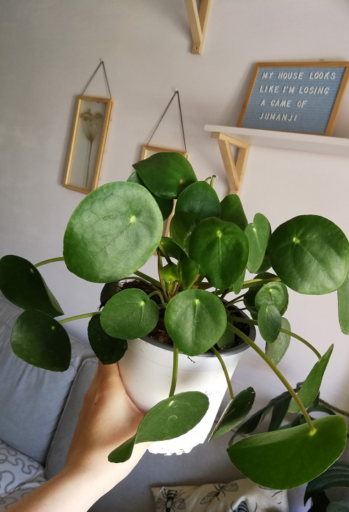 Hand holding up Pilea peperomioides (Chinese money plant) houseplant. 