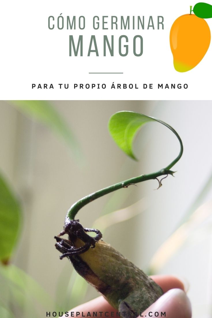 Semilla germinada de mango | Cómo germinar mango en 5 pasos