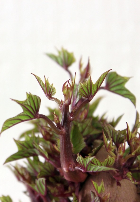 Close-up of sweet potato vine | How to grow sweet potato