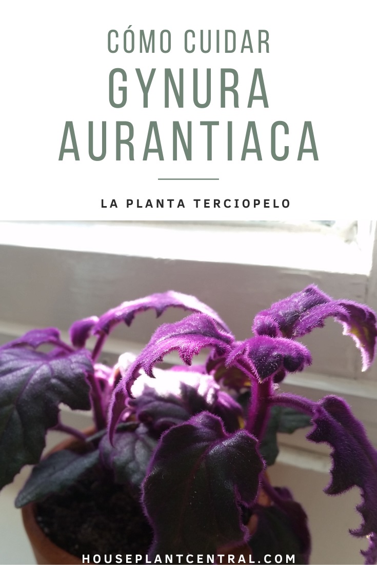 Gynura aurantiaca, la planta terciopelo, una planta de interior