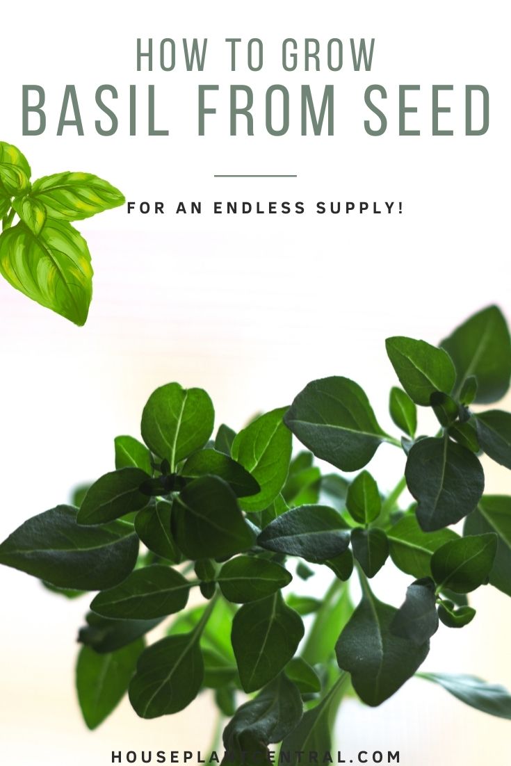 How to plant basil from seed Starting basil seeds! Houseplant Central