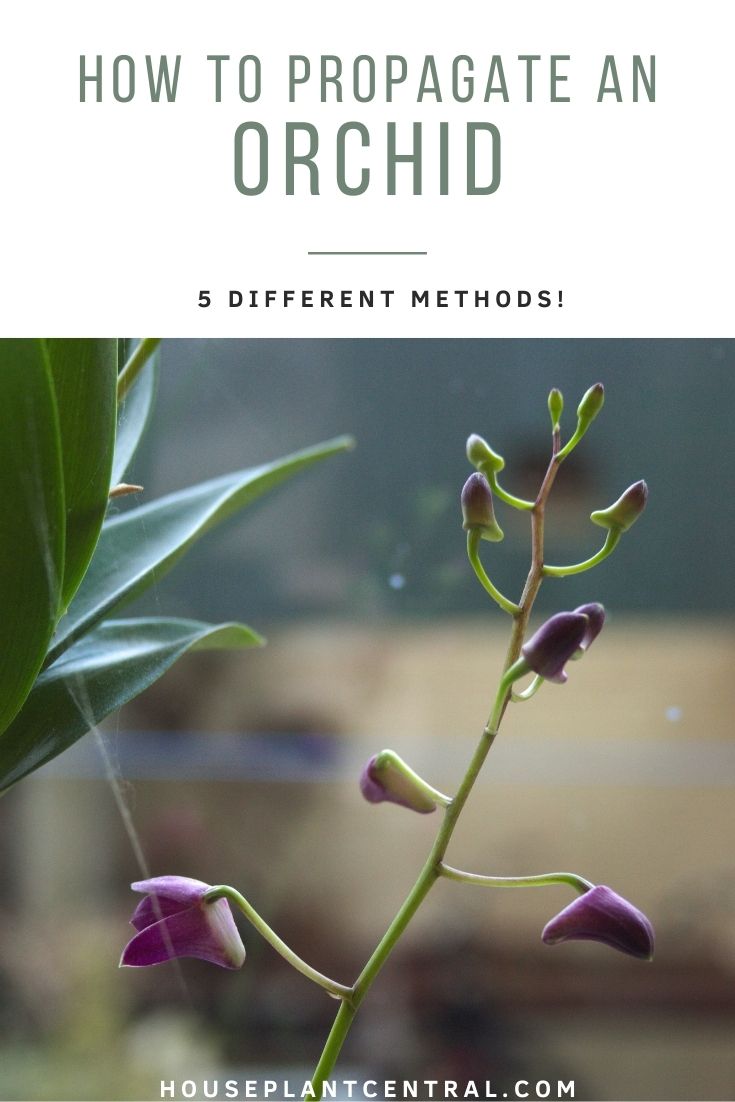 How To Propagate An Orchid 5 Different Ways Houseplant Central 1249