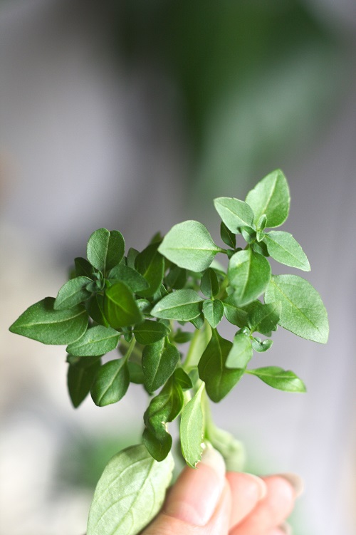Close-up of cutting of small-leaved basil. 