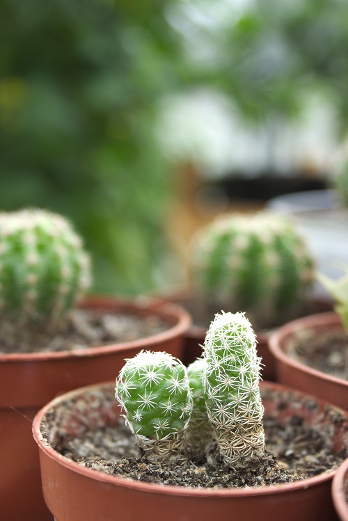 Thimble cactus houseplant (Mammillaria gracilis)