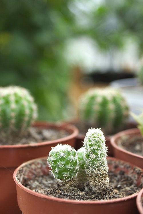 Mammillaria gracilis, cactus dedal