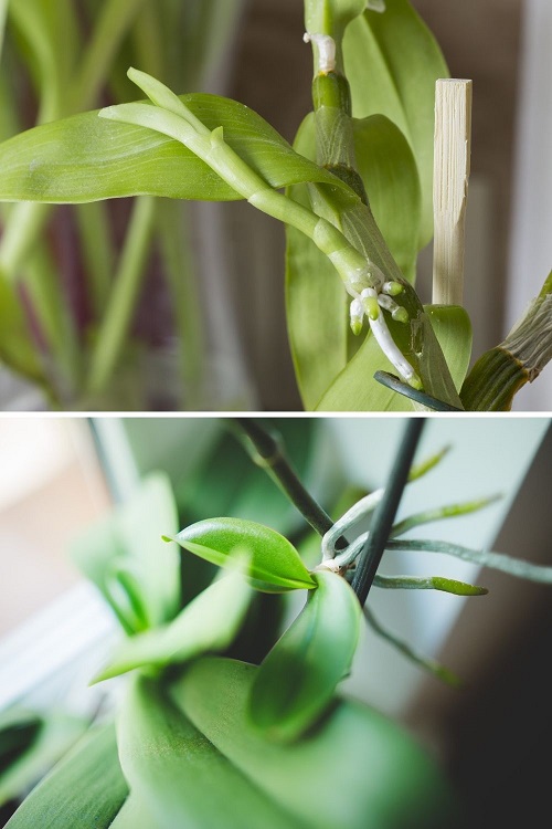 Side by side showing keikis (baby plants) on the stems of Dendrobium (top) and Phalaenopsis (bottom) orchids.