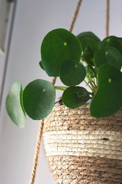 Pilea peperomioides (planta china del dinero) en maceta de rattan.