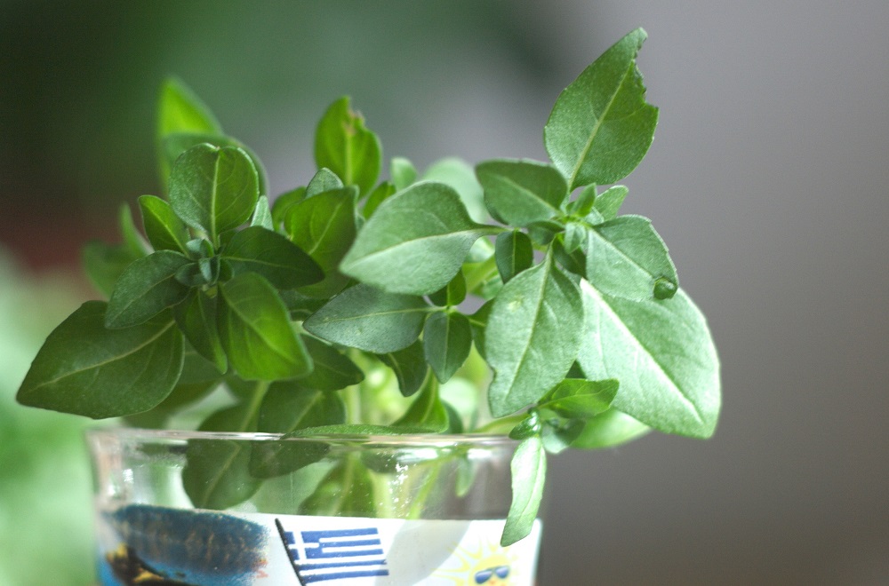 Close-up of small-leaf basil cutting in shot glass | All about propagating basil
