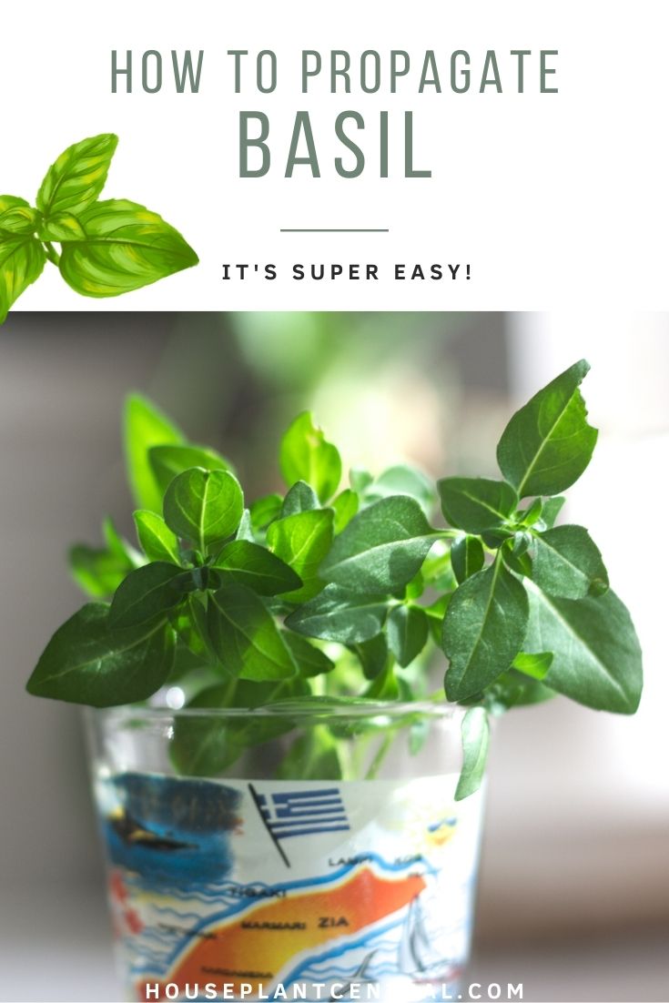 Cutting of small-leaved basil in Greece-themed shot glass | All about propagating basil