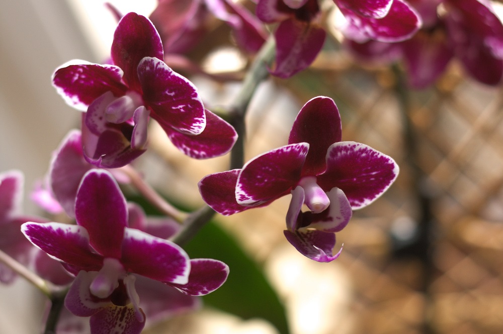 Purple mottled flowers of a Phalaenopsis orchid houseplant.