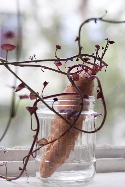 Sweet potato in water with vine growing from it | How to grow sweet potato