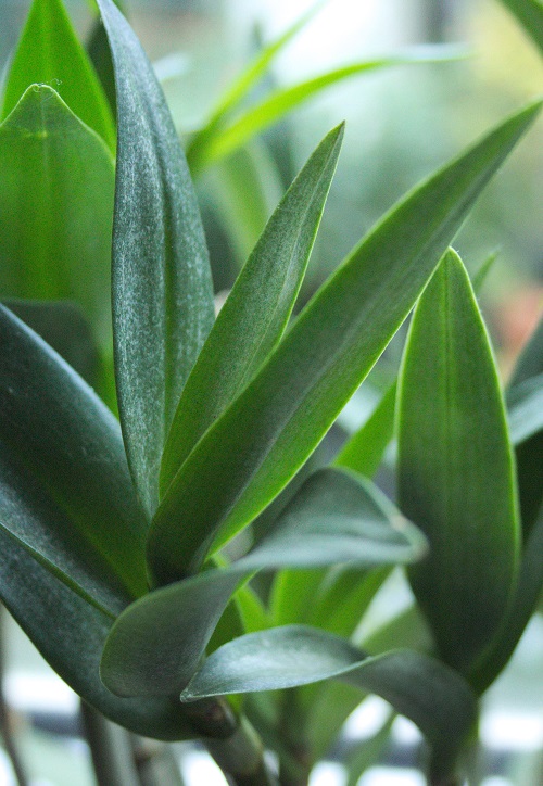 Close-up of canes and leaves of orchid houseplant.