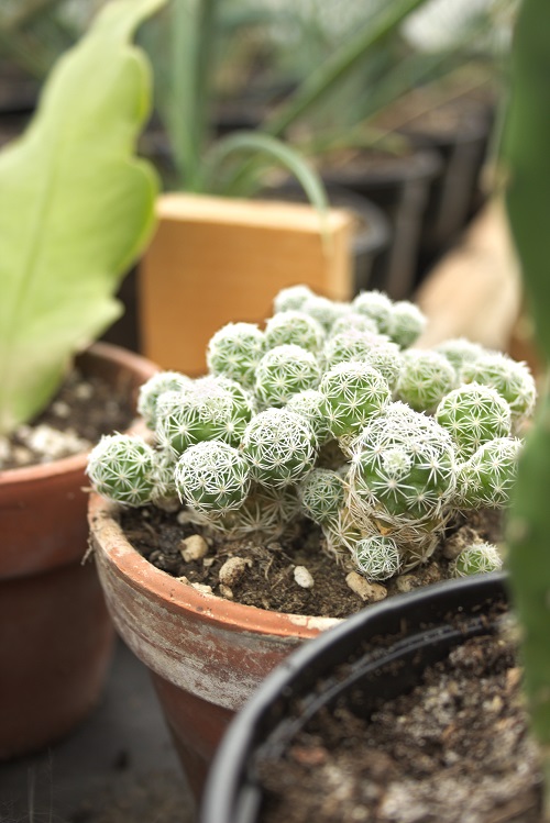 Thimble cactus houseplant (Mammillaria gracilis)