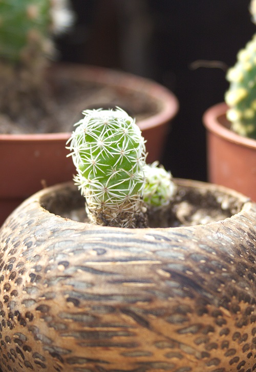 Mammillaria gracilis (thimble cactus) in wooden planter.