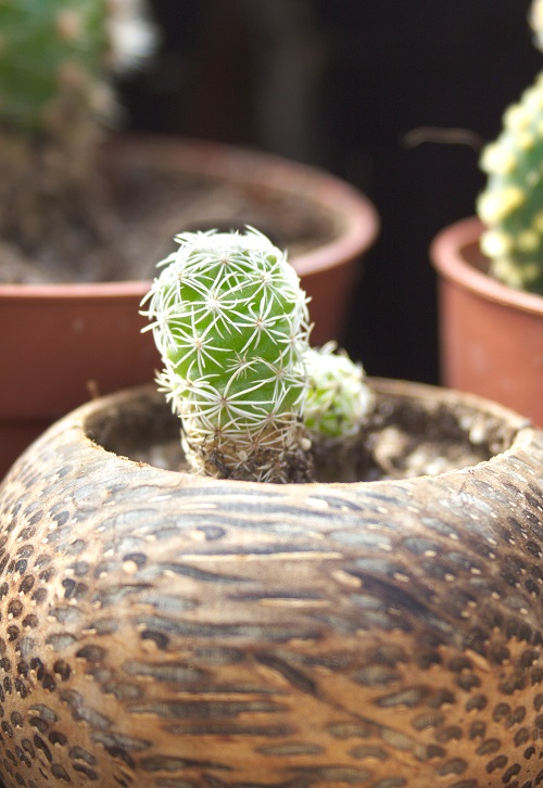 Mammillaria gracilis, cactus dedal