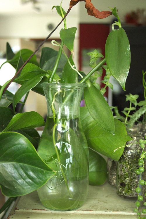 Vanilla orchid propagation in a vase of water. 