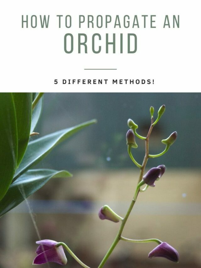 How to propagate an orchid | 5 different ways!