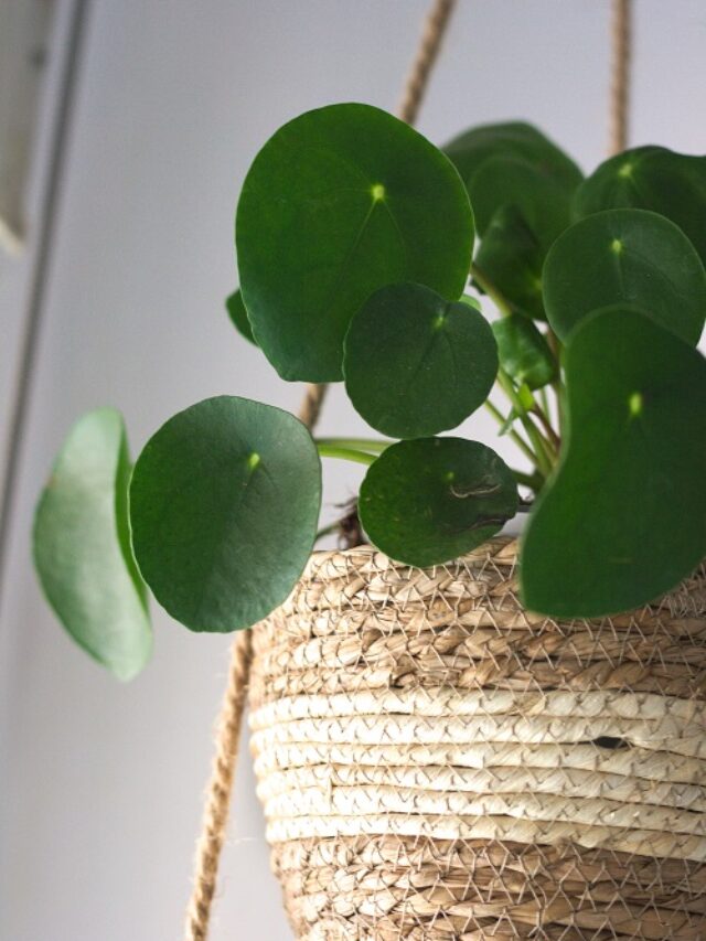 cropped-Pilea-peperomioides-care.jpg