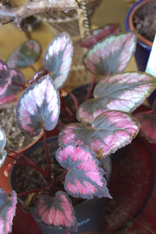 Begonia rex care & info | Painted leaf Begonia - Houseplant Central