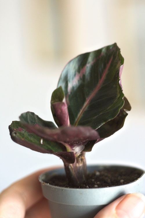 Juvenile Calathea roseopicta (rose painted prayer plant, a common houseplant.