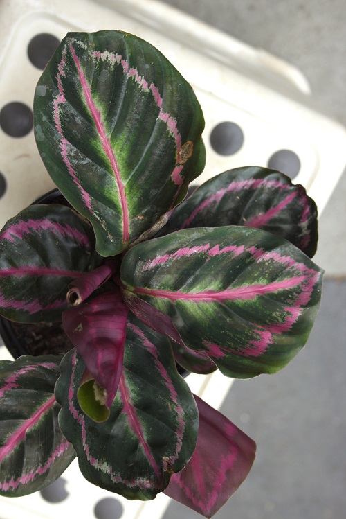 Black and pink leaves of a cultivar of the rose painted prayer plant, a popular houseplant.