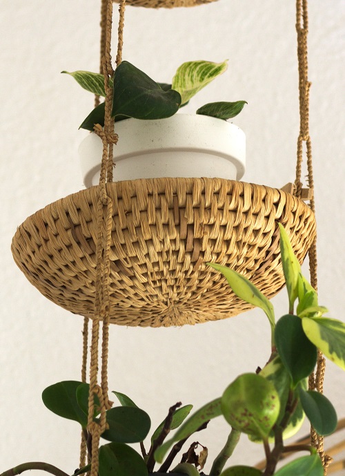 Philodendron 'Birkin' houseplant in a hanging planter.
