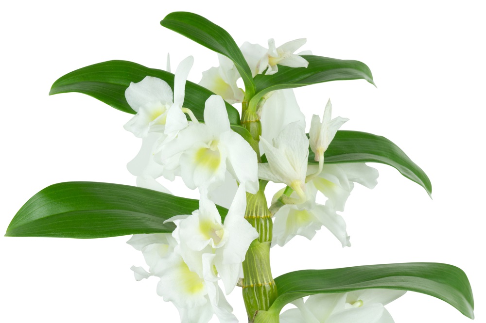 Orquídea Dendrobium nobile con flores blancas sobre fondo blanco.