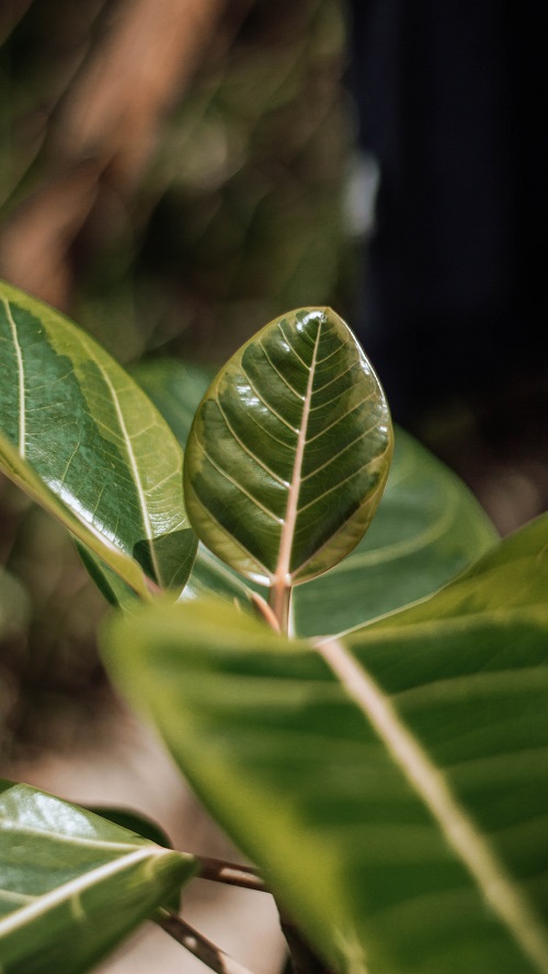 Variegated leaf of Ficus benghalensis, a common indoor tree also known as Ficus 'Audrey'.